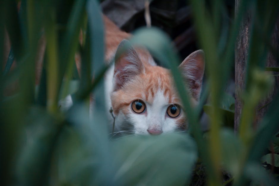 Close-up of a tabby cat cautiously observing from behind green foliage.