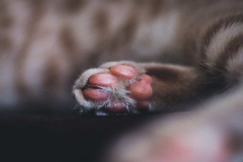A close-up shot of a cat's paw, focusing on the pink pads and soft fur.