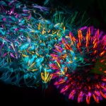 Colorful abstract light patterns with vibrant neon hues on a black background. – Pulsar X2N Crazylight Mini Gaming Mouse Review